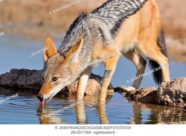 Black-backed Jackal, Canis mesomelas, drinking at the waterhole, Kgalagadi Transfrontier Park, Northern Cape, South Africa