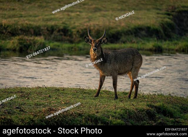 Male common waterbuck stands sticking tongue out