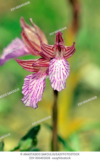 Butterfly orchid (Anacamptis papilionaceae)
