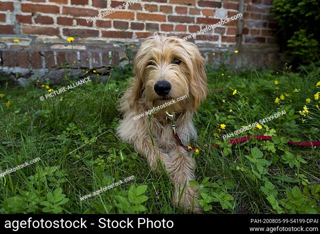 03 August 2020, Mecklenburg-Western Pomerania, Binz: A young dog, Mini Goldendoodle, lies in the grass. Photo: Stephan Schulz/dpa-Zentralbild/ZB