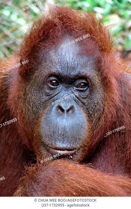 Orangutan. Semengoh Wildlife Centre, Sarawak, Malaysia