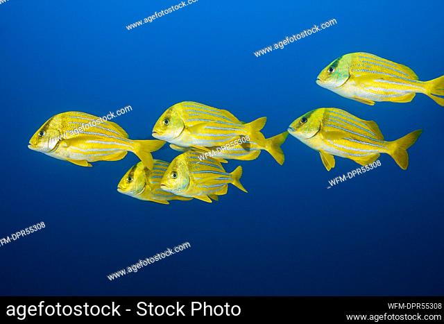 Shoal of Panamic Porkfish, Anisotremus taeniatus, Cabo Pulmo, Baja California Sur, Mexico