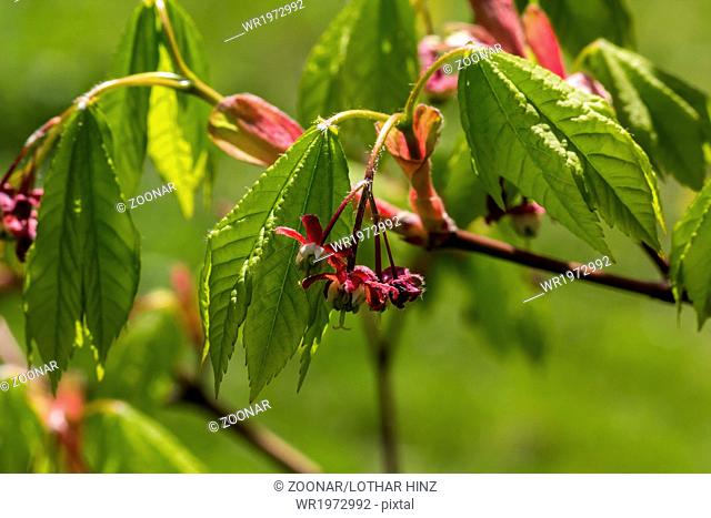 Vine Maple, Acer circinatum in spring