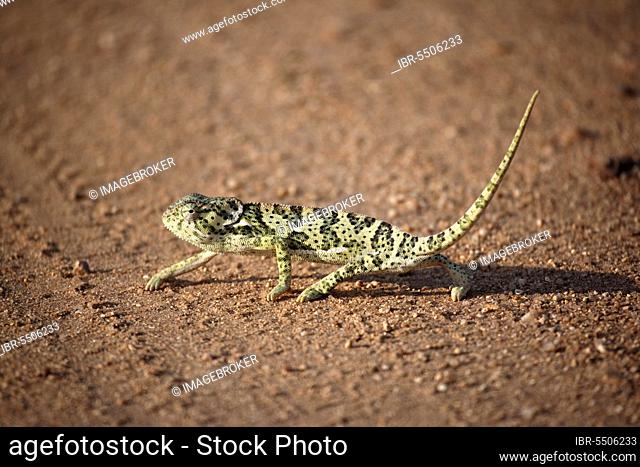 Flap-necked Chameleon (Chamaeleo dilepis), Kruger national park, South Africa, side, Africa