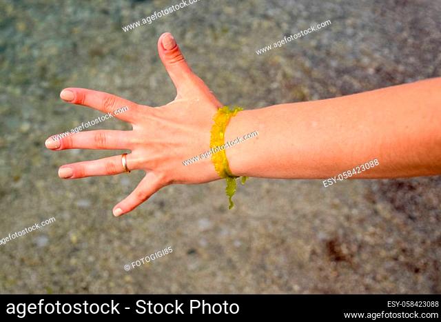 Algae bracelet on a female hand. romantic seaweed decoration