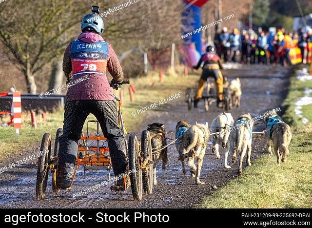 09 December 2023, Thuringia, Drei Gleichen: Dirt-spattered mushers cross the finish line on a snow-free surface at the World Sleddog Association (WSA) Dryland...