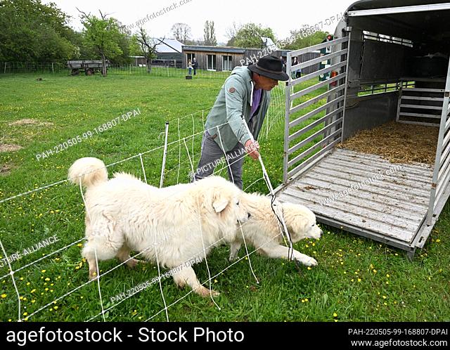 05 May 2022, Baden-Wuerttemberg, Aidlingen: Shepherd Herbert Schaible loads his guard dogs at the presentation ""Management Plan Wolf"" for prevention against...