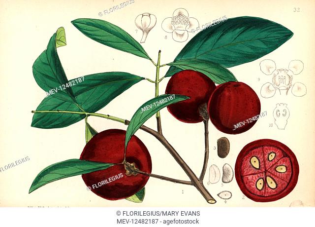 Kokum, amsool or brindall, Garcinia indica. Handcoloured lithograph by Hanhart after a botanical illustration by David Blair from Robert Bentley and Henry...