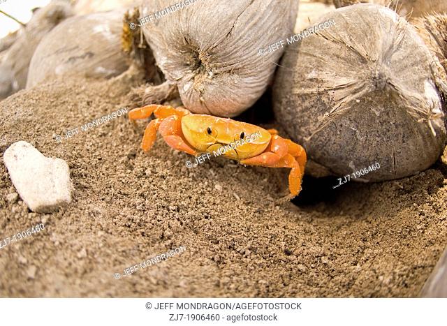 Orange Crab Perenon abbreviatum found on Clipperton Island
