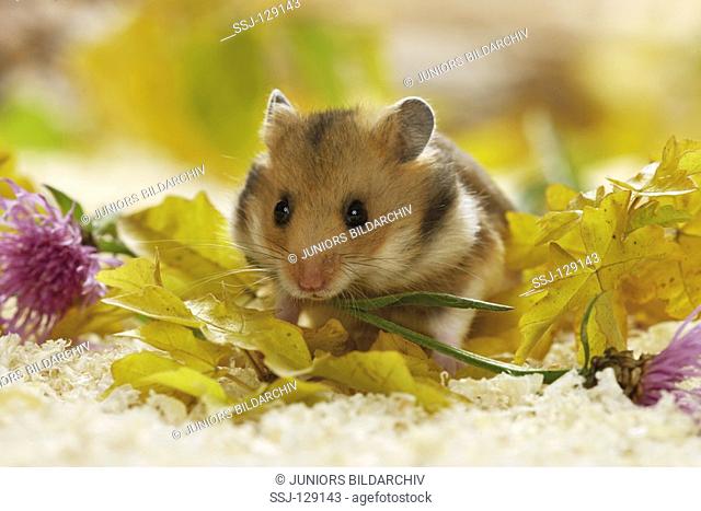 golden hamster between leaves - Mesocricetus auratus