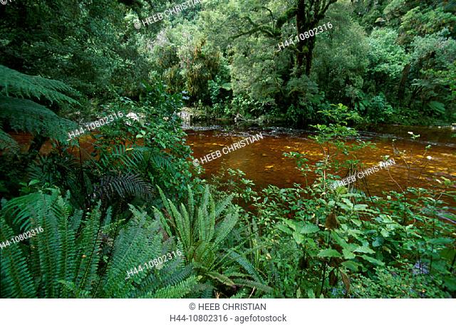 Kahurangi national, nature, New Zealand, Oparara River, park, primeval forest, rain forest, river, scenery, landscap