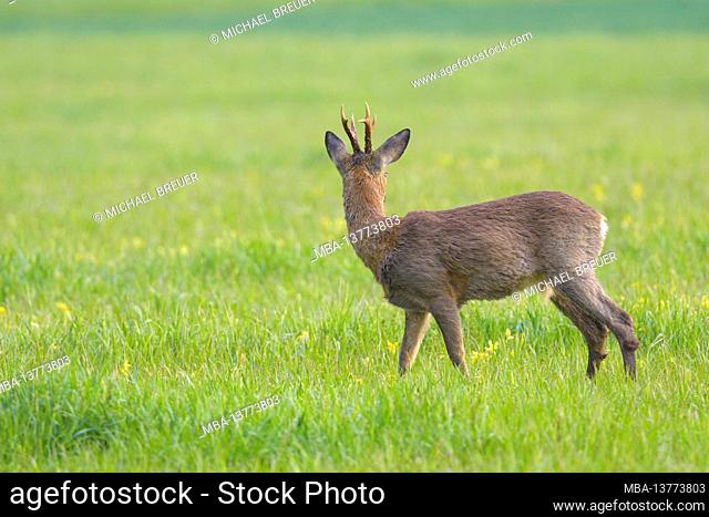 Roebuck (Capreolus capreolus) in a meadow, spring, April, Hesse, Germany