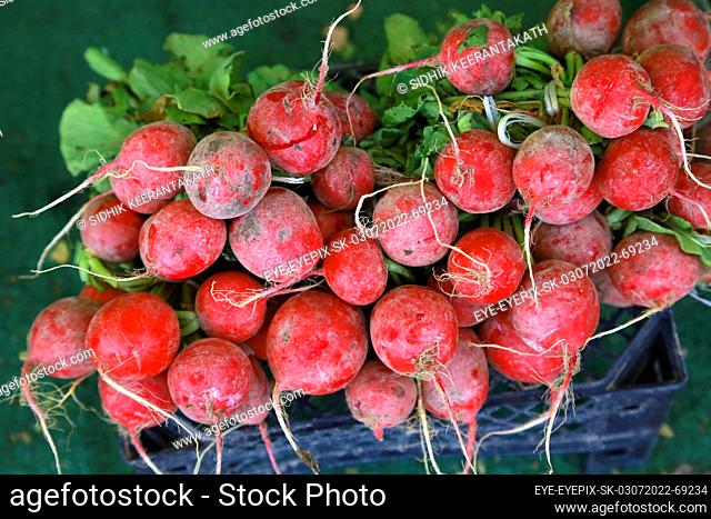 July 3, 2022, Doha, Qatar: Freshly harvested radishes are seen piled up during the harvest season in the greenhouse area