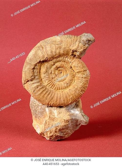 Ammonoidea fossil. Perisphinctes sp. Jurassic Oxfordian. Diameter: 8 cm. Teruel. Spain