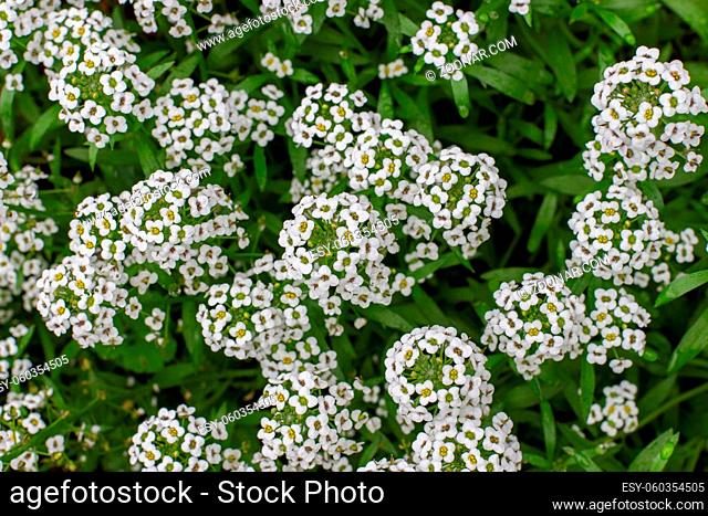 Lobularia maritima garden plant is used to decorate borders, flower beds. Lawn plant with white small blossom flowers on the stem