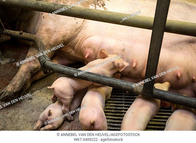 Mother pig locked in a cage with her piglets on a breeding farm animals