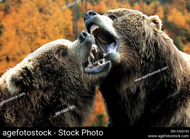 Kodiak Bears, fighting (Ursus arctos middendorffii), Kodiakbaeren, kaempfend, [Braunbär, Bären, Kodiakbär, animals, aussen, outdoor, Kopf, head, Portraet