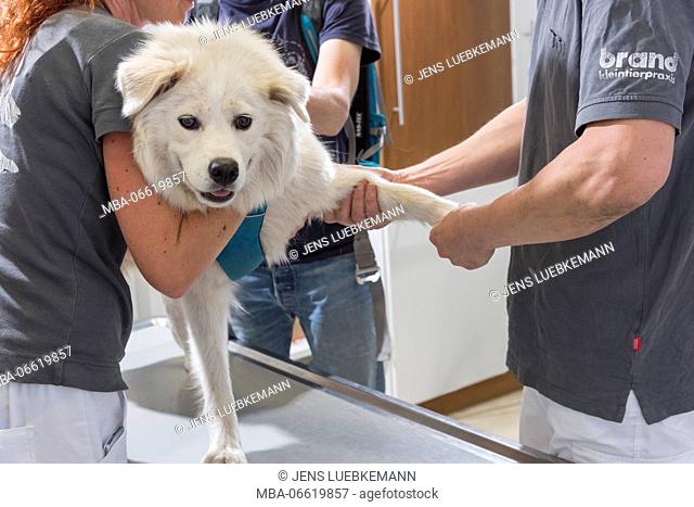 Dog at the veterinarian, examination foreleg
