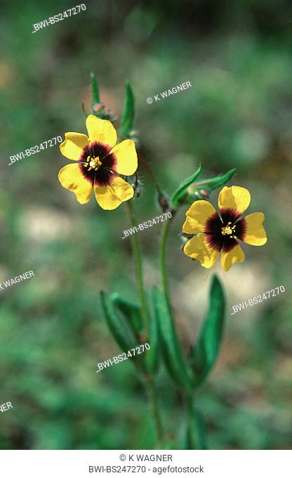 spotted rock-rose Tuberaria guttata, blooming