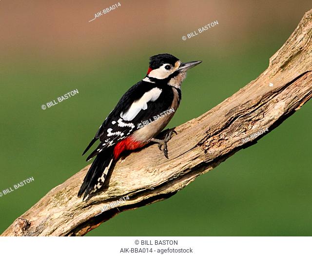 Great Spotted Woodpecker (Dendrocopos major) in Suffolk Great Britain