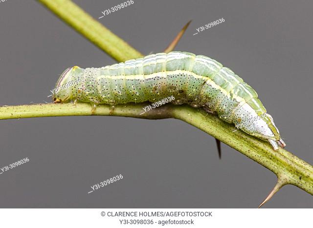Saddled Prominent (Heterocampa guttivitta) caterpillar (larva)
