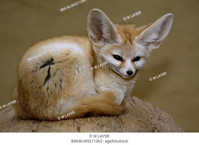 fennec fox Fennecus zerda, Vulpes zerda, lying on a log