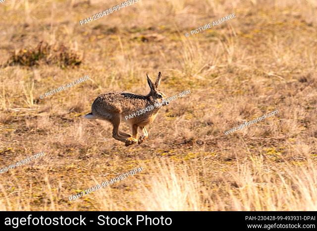 14 April 2023, Lower Saxony, Wangerooge: 14.04.2023, Wangerooge. A brown hare (Lepus europaeus) runs in the dunes on the North Sea island of Wangerooge