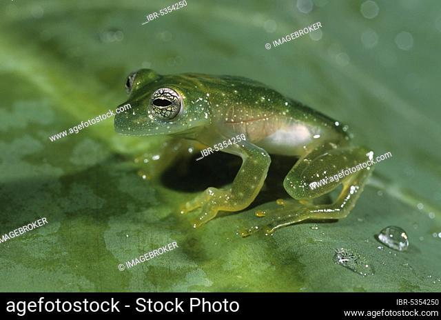 Glass frog (Cochranella granulosa), Nicaragua, Central America