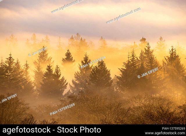 11/24/2020, Schwithten (Hessen): The high elevations of the Taunus rise out of a sea of fog the morning after sunrise. | usage worldwide