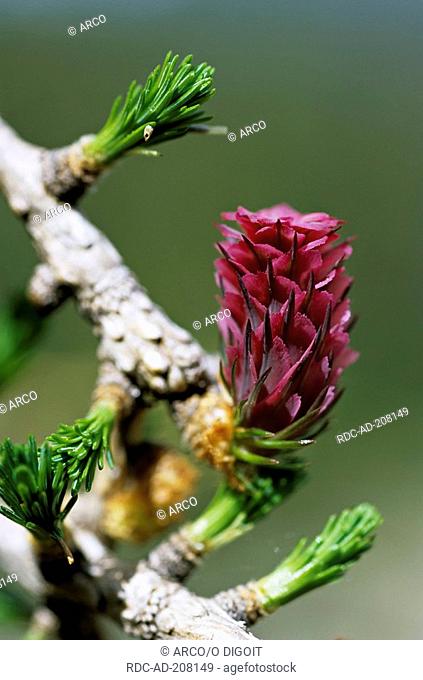 European Larch, female blossom, France, Larix decidua