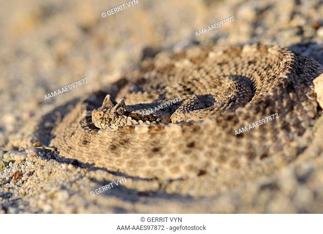 Sidewinder (Crotalus cerastes) partially concealed in sand. Mojave Desert, California. May