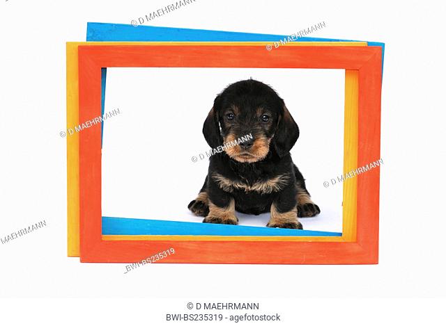 Wire-haired Dachshund, Wire-haired sausage dog, domestic dog Canis lupus f. familiaris, puppy in frames