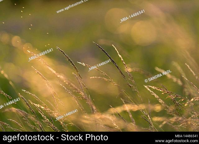 Grasses shine in evening light, Germany