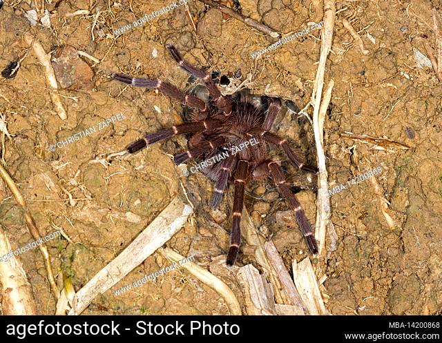Tarantula (Ornithoctoninae sp. Borneo), Sabah, Borneo, Malaysia