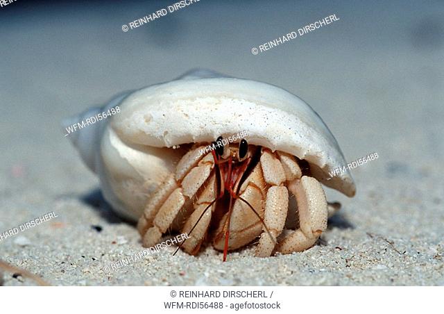 Land Hermit Crab, Indian Ocean, Meemu Atoll, Maldives