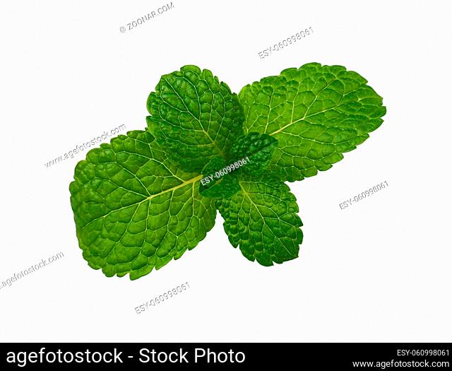 Close up one fresh green mint veaves branch isolated on white background, elevated top view, directly above