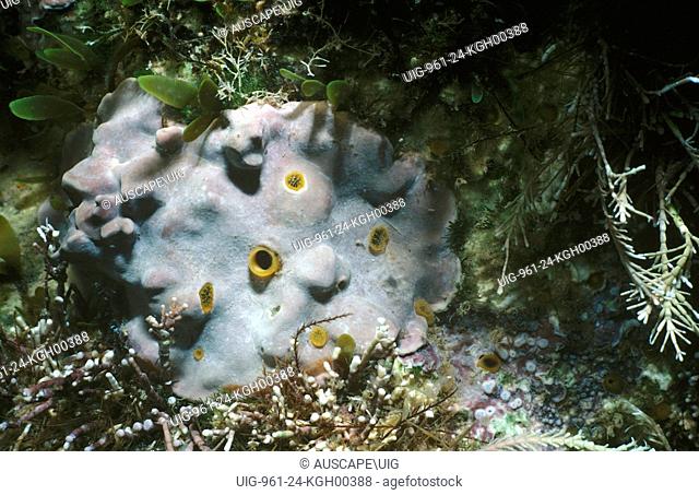 Boring sponge (Cliona celata), cryptic, in calcareous red algae on a rock, with only the yellow sieve-like inhalent and tubular exhalent siphons exposed on the...