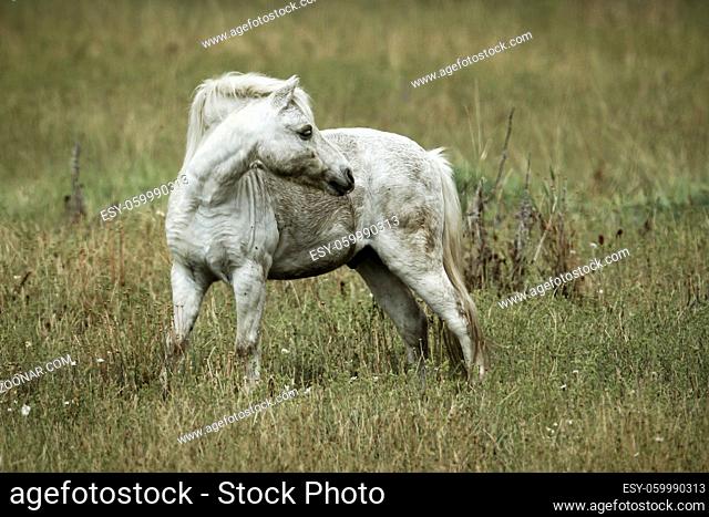 A small white colored horse stands in a field near Hauser, Idaho