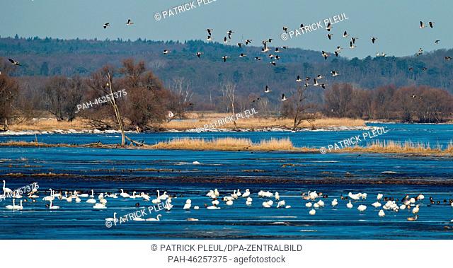 Whooper swans and other waterfowls are pictured on the frozen-over Oder meadows (Oderwiesen) at Lower Oder Valley National Park near Ludnow, Germany