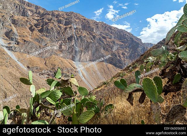 Panoramic view of the Colca Canyon in Peru