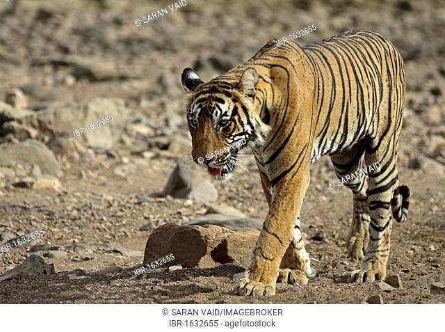 Tiger (Panthera tigris), walking in dry habitat, Ranthambore National Park, Rajasthan, India, Asia