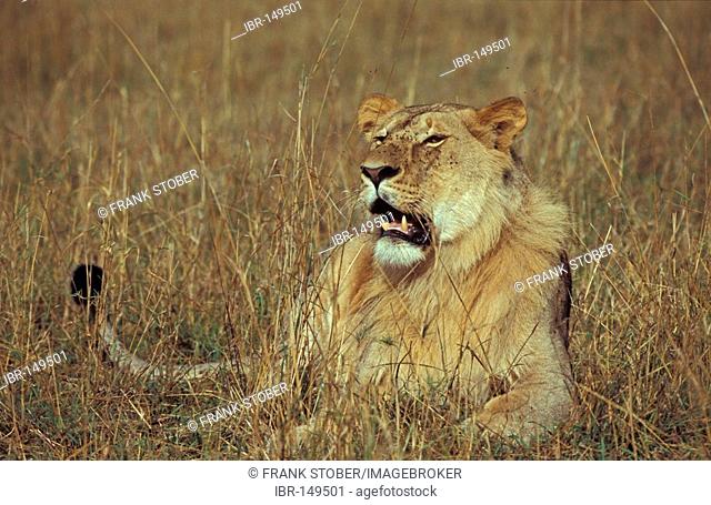 Lion male (panthera leo), Masai Mara, Kenya, Africa