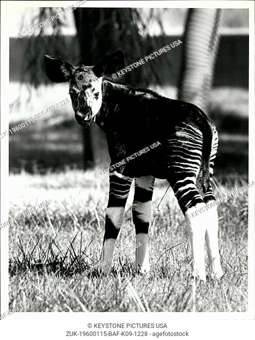 1972 - Giraffe Zebra Big brown eyes and silky soft ears are just some of the endearing qualities of Bambesa, a 10-day-old female okapi at the San Diego Wild...