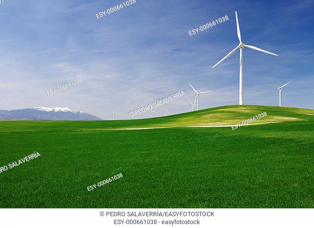 group of windmills in an idyllic green meadows