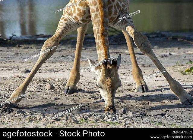 Close-up of a Southern giraffe (Giraffa giraffa) drinking water from a puddle in the Gomoti Plains area, a community run concession