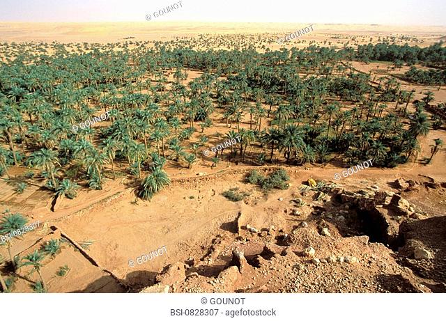 Palm grove of Guentour ksar. Region of Gourara, at the limit of the Grand Erg Occidental, Algeria