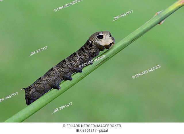 Caterpillar, Elephant Hawk-moth (Deilephila elpenor), Emsland, Lower Saxony, Germany