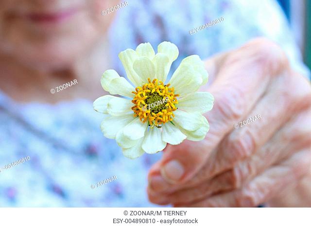 Senior lady holding white zinnia flower