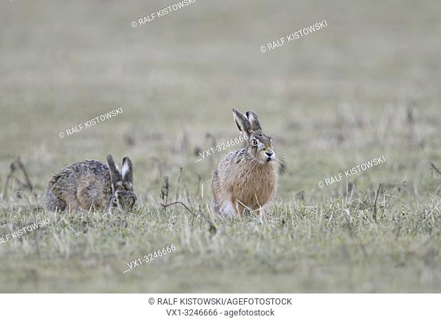 Brown Hares / European Hares / Feldhasen ( Lepus europaeus ), two together, sitting on grassland, one is feeding, other one watching, looks funny, wildlife