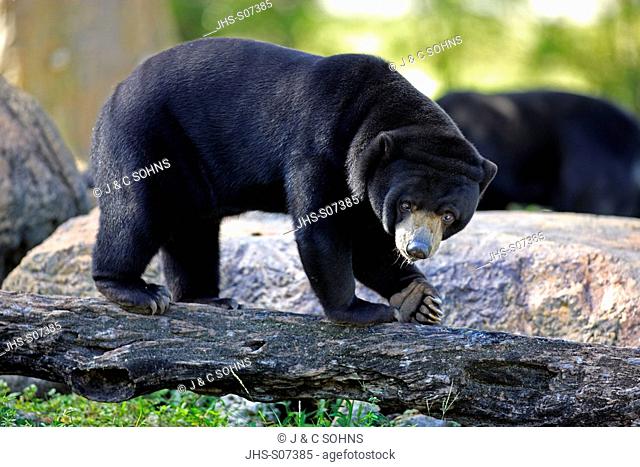 Malayan Sun Bear, Helarctos malayanus, Asia, adult male searching for food
